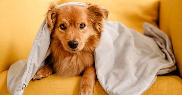 Warum schlafen Hunde gerne unter einer Bettdecke?