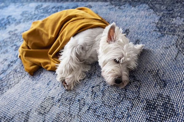 Wie erkennen Sie, ob Ihr Hund unter Angst und Furcht leidet?