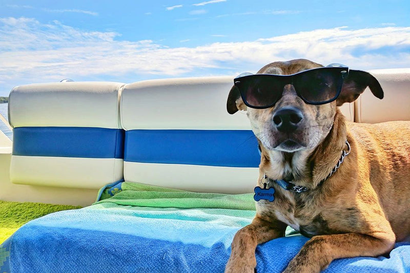 Reisevorbereitungen für einen Urlaub mit Hund