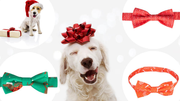Ein Weihnachtsgeschenk für Ihr Haustier