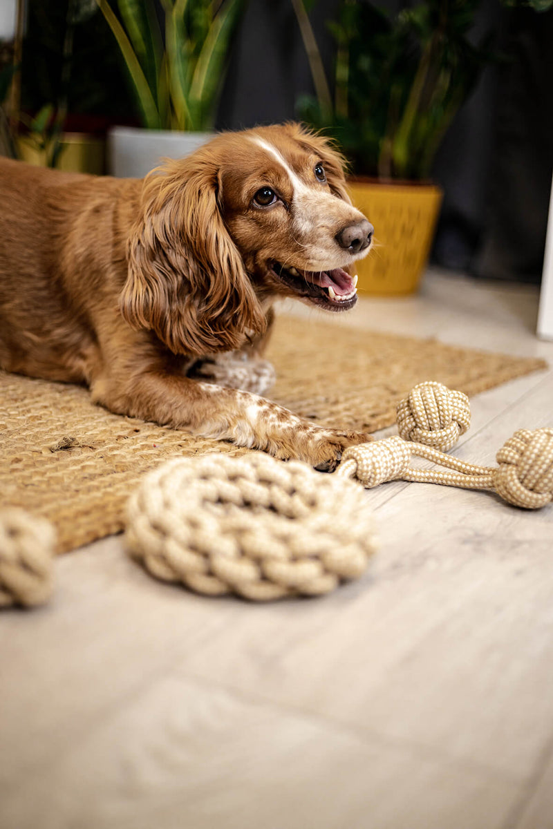 PASTEL Tau-Spielzeug - Natürliches Kauspielzeug für Hunde