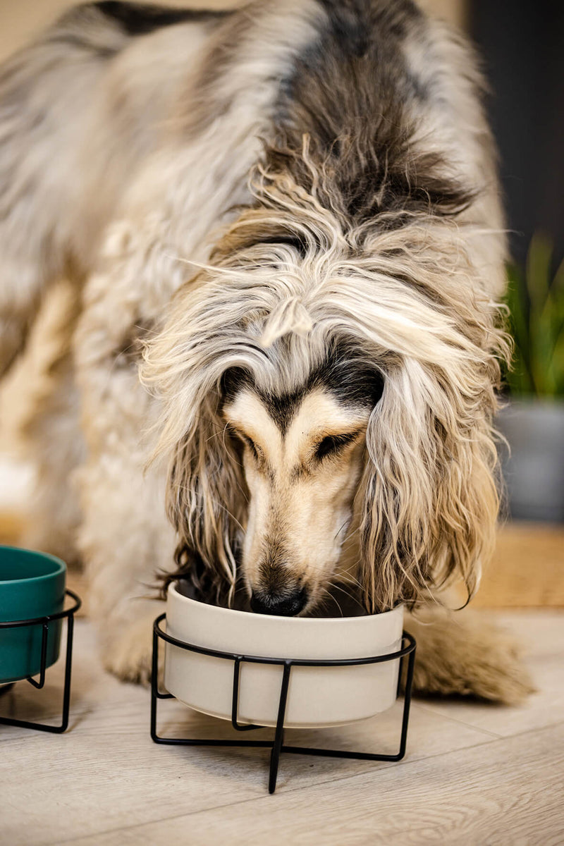 LEO Hundenapf aus Keramik