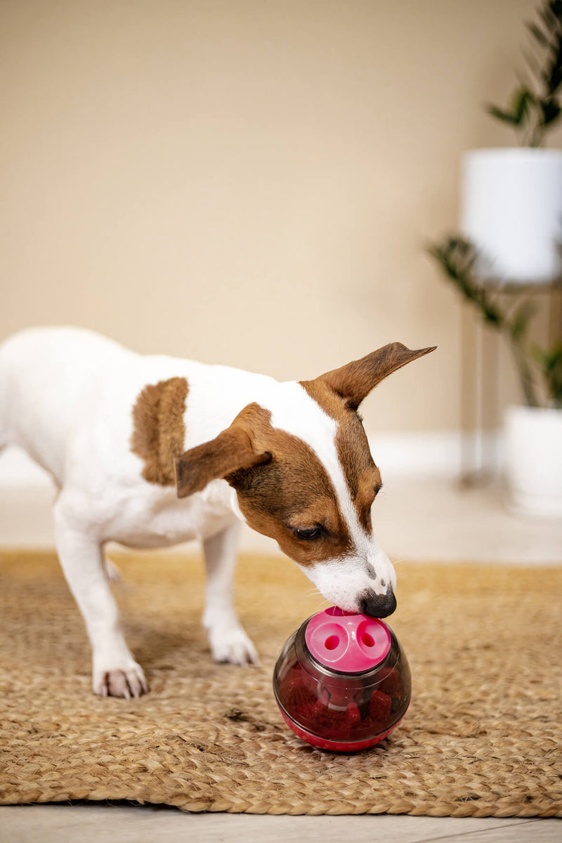 JAJO Interaktives Hundespielzeug mit Futterspender